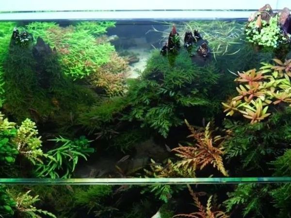 如何做一个60森林景水草缸，保姆级教程！