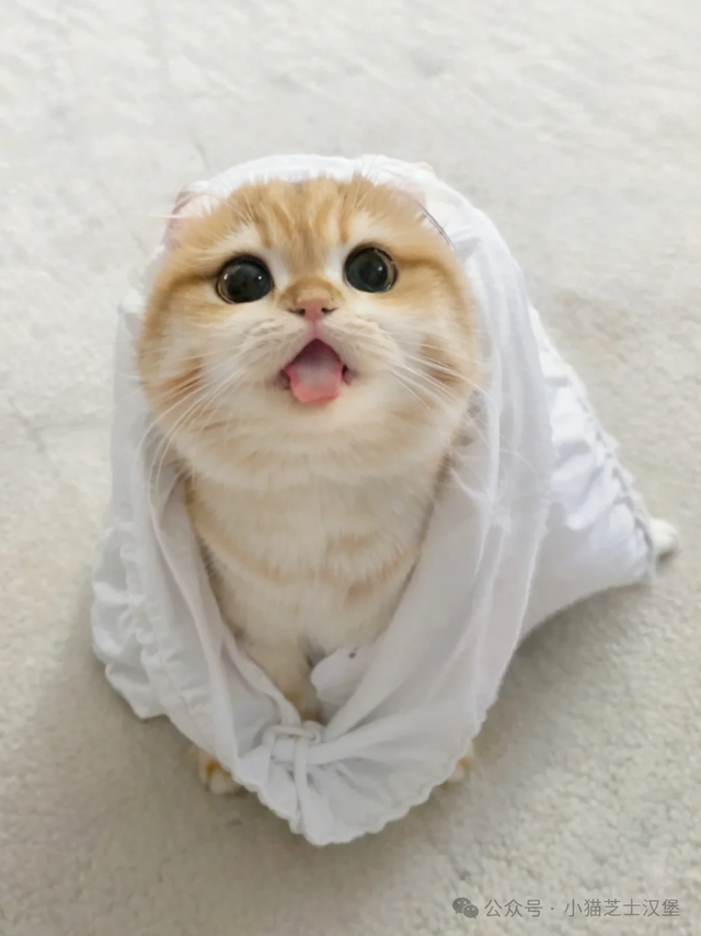 自动猫砂盆哪个品牌更值得入手？猫砂盆十大品牌精选推荐！