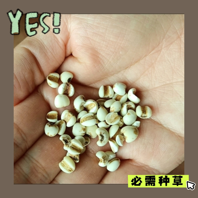 谷物/杂粮/粥米