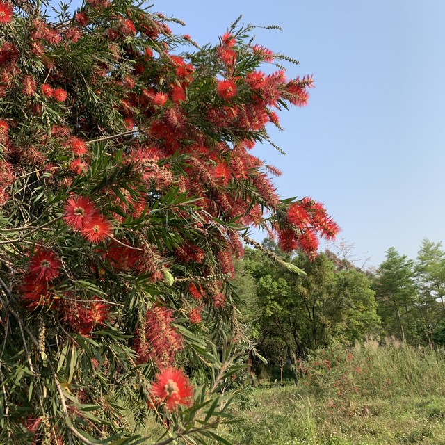 这个由植物园改建的花园有点哇塞