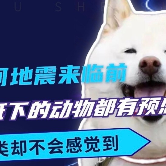 地震前动物都有什么反常举动？这些现象能预测地震吗？

 