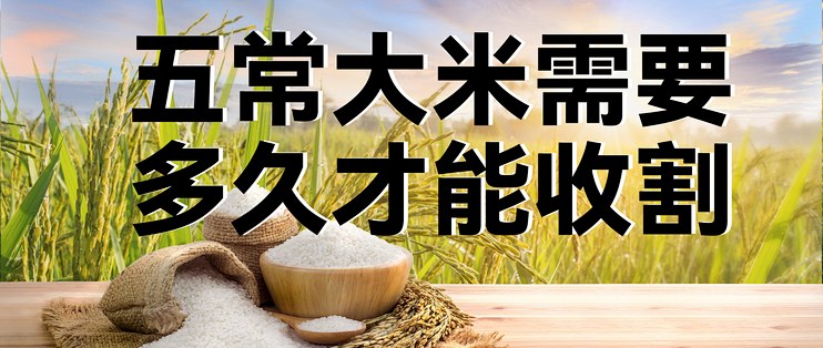 五常大米需要多久才能收割