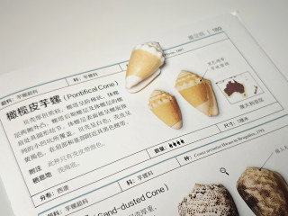 “贝壳迷”闭眼入，好奇党放心冲！