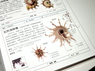 “贝壳迷”闭眼入，好奇党放心冲！