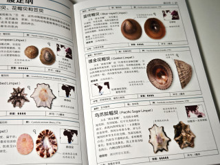 “贝壳迷”闭眼入，好奇党放心冲！