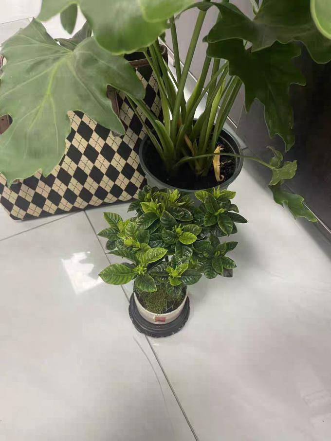 红豆男装盆栽