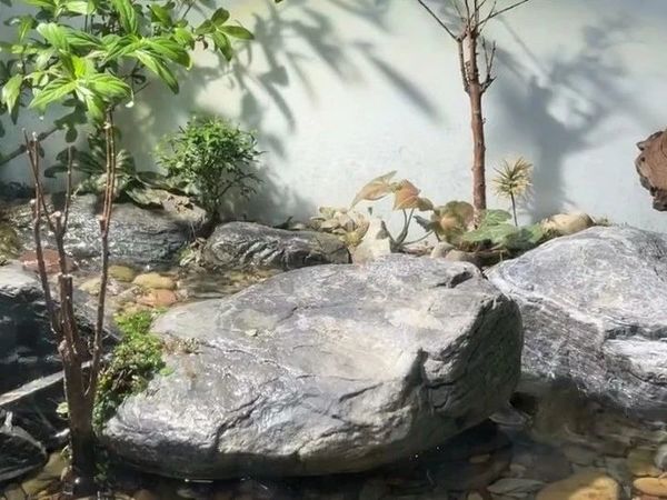 来了解下龟缸造景了嘿