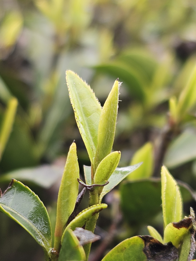 金苔香绿茶