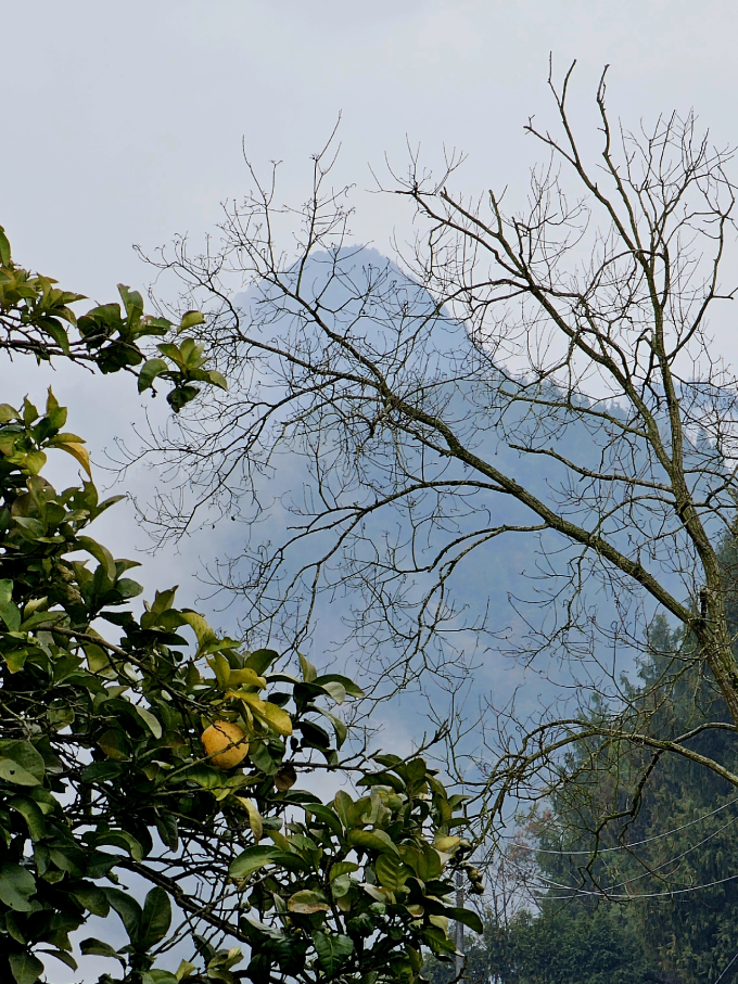 金苔香绿茶