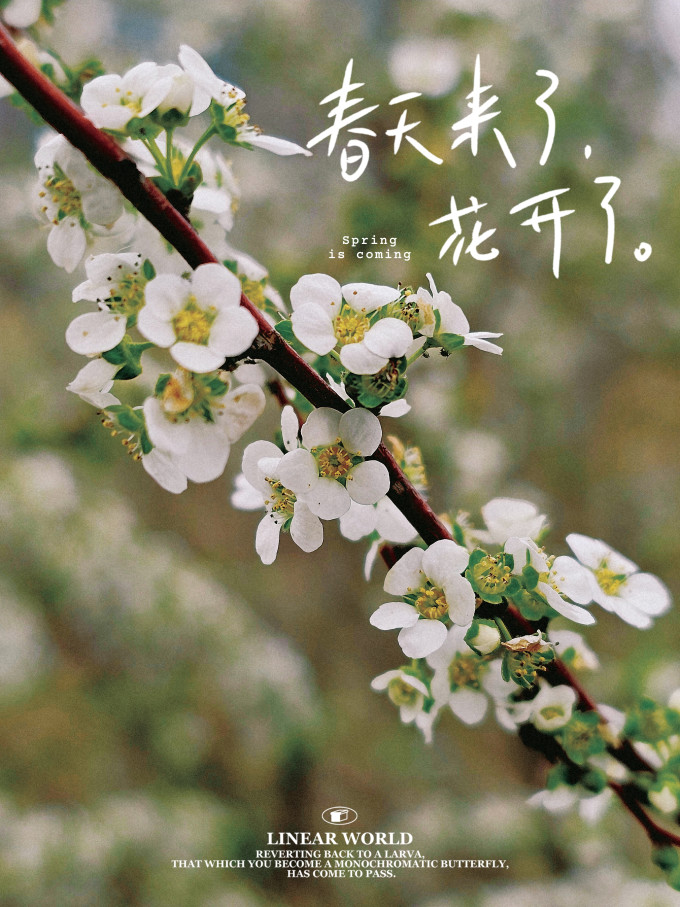 金苔香绿茶