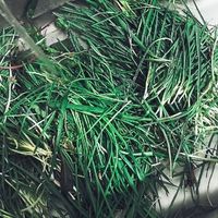 春日寻鲜记,挖野菜的“幸福感”