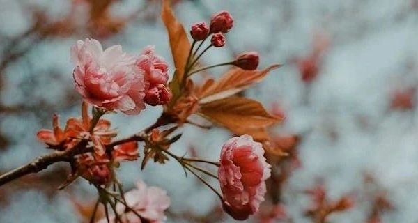 多功能电热锅等厨房小电器选购指南