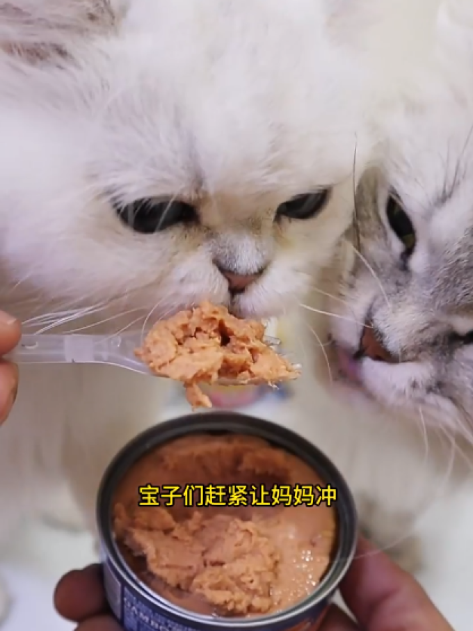麦富迪猫咪零食罐/妙鲜包