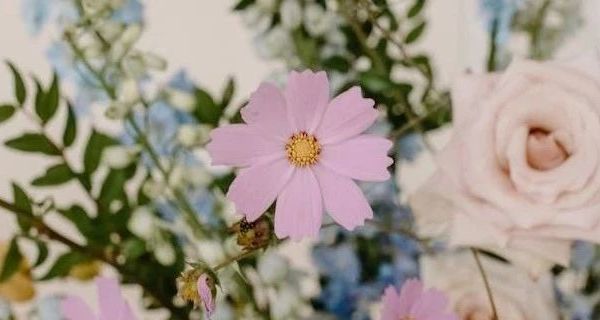 Hoopet狗狗玩具球与磨牙棒：小型犬的日常陪伴与互动选择