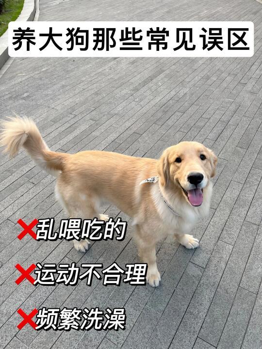 别再错！养大狗这些误区你中招没🐕