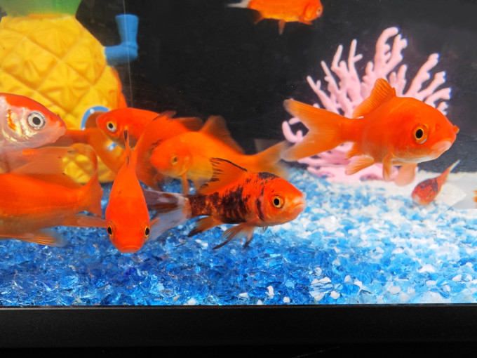 水族