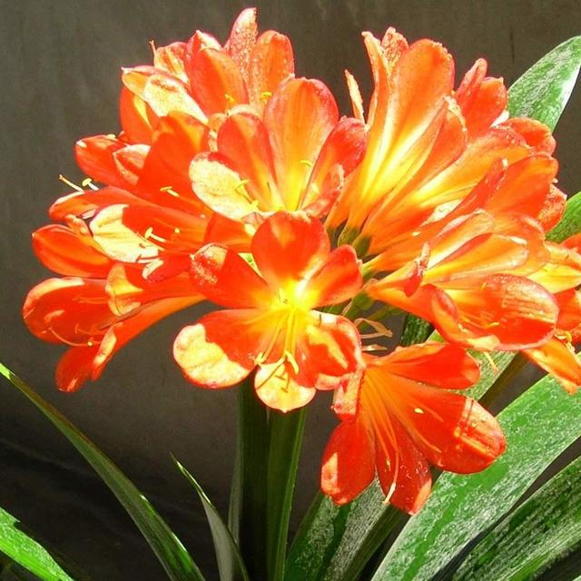 再穷也要在家里养这“4种花”，花旺人也旺，别不当一回事儿
