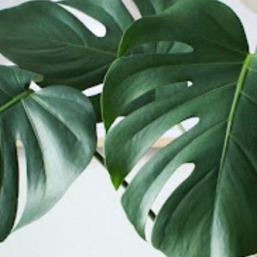 我发现，这种绿植放客厅更好搭