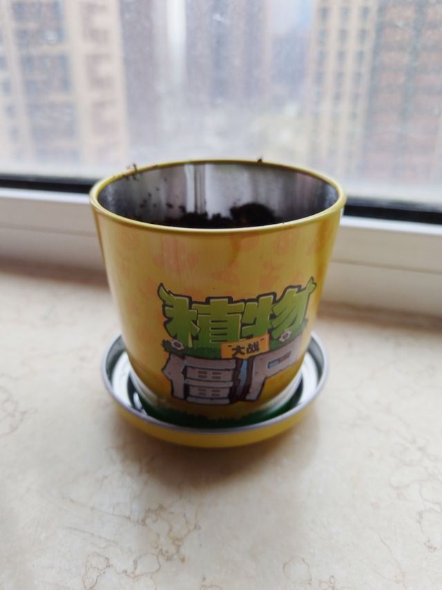 春天里种下向日葵种子，期待发芽、开花