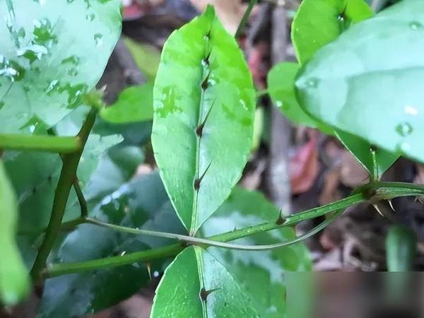 叶片两面都是刺，人称“喉痛草”，价值极高，是不可多得的中药材