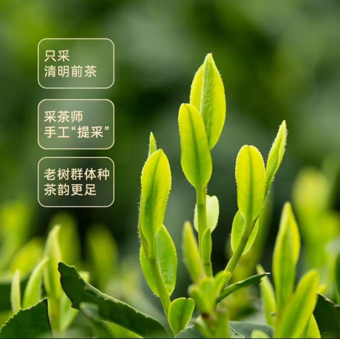 京东京造绿茶