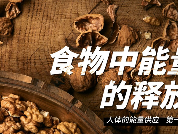 北师大生物七下：食物中能量的释放和呼吸道