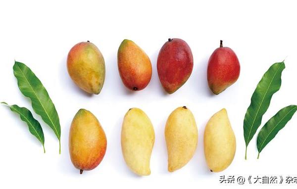 芒果基因的宝库——广西