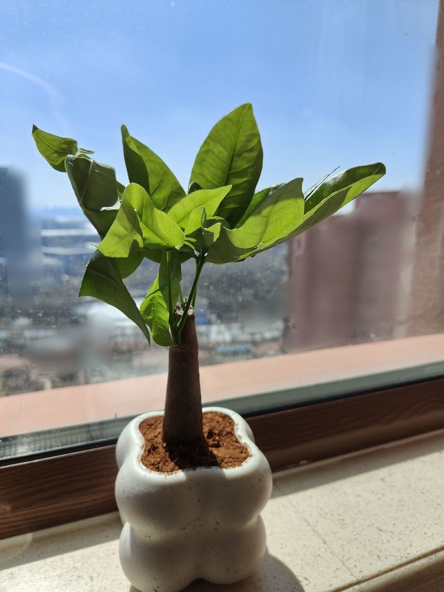 春季焕新之发财树盆栽，如何避开花死叶黄？这份春意留的太艰难！