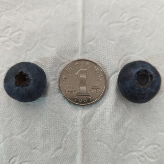 蓝莓控必入！怡颗莓大蓝莓，好吃到哭