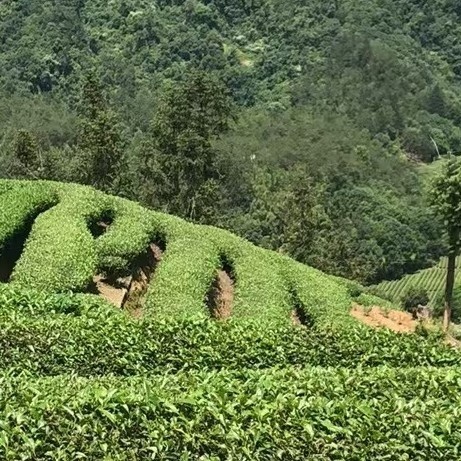 家有茶香
