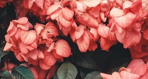 老牌国货蜂花檀香皂受热捧 125g经典款月销破十万 专家解析其清洁保湿双重优势