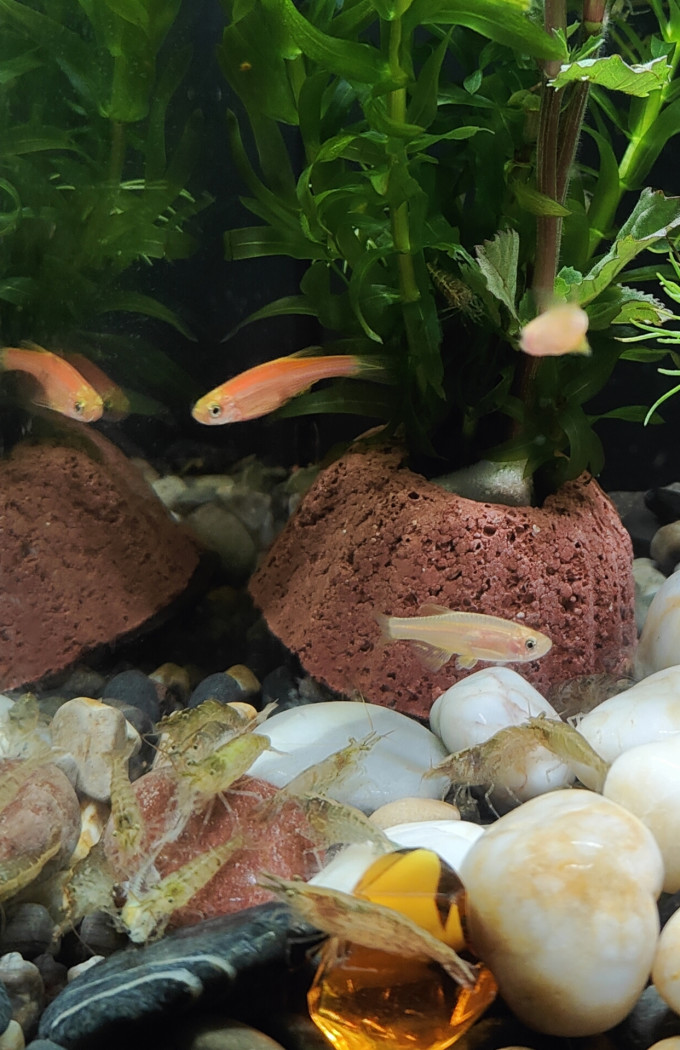 米家智能鱼缸/水族箱