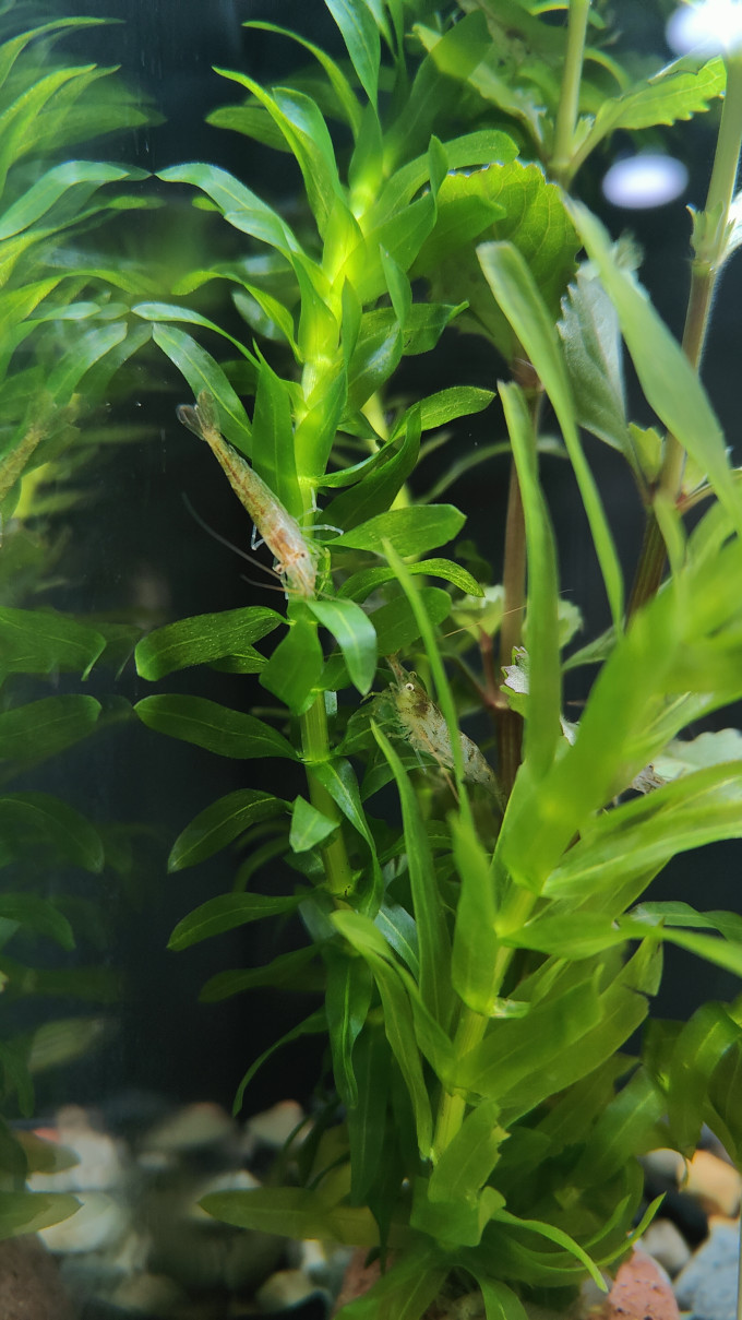 米家智能鱼缸/水族箱