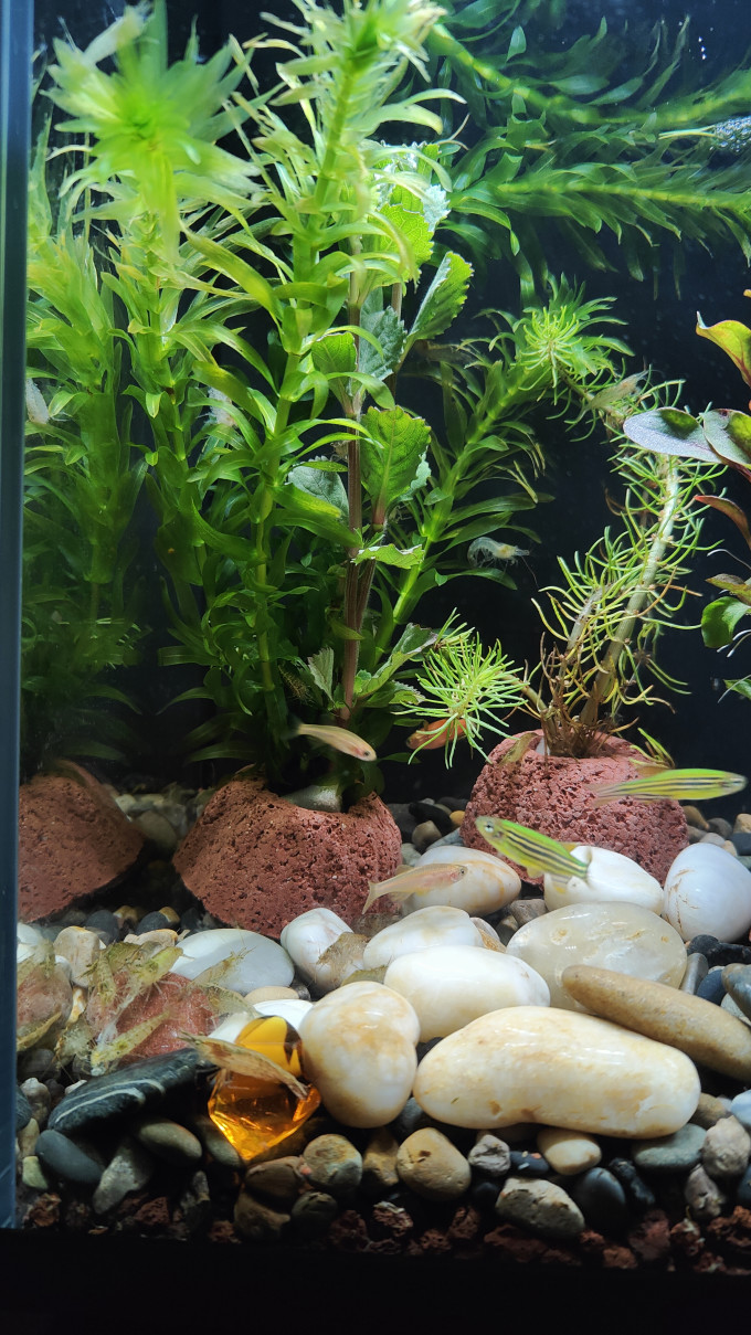 米家智能鱼缸/水族箱
