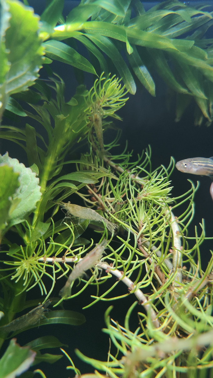 米家智能鱼缸/水族箱