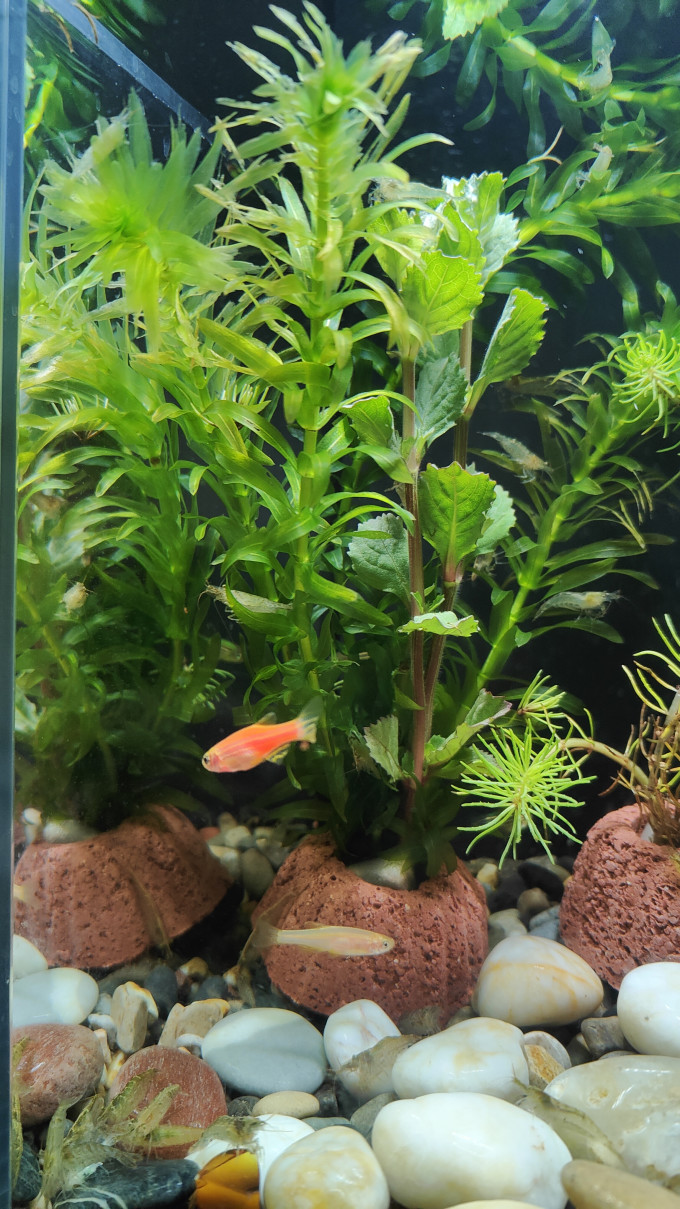 米家智能鱼缸/水族箱
