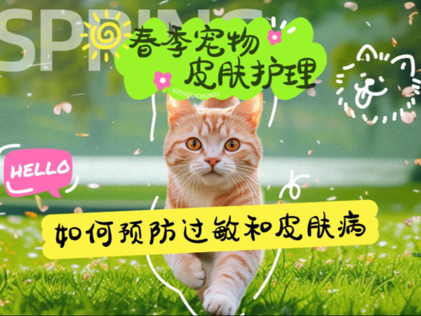 春季宠物皮肤护理：如何预防过敏和皮肤病？春天来了，宠物的皮肤问题也接踵而至！今天，专家教你如何预防过敏和皮肤病，让毛孩子健康过春！