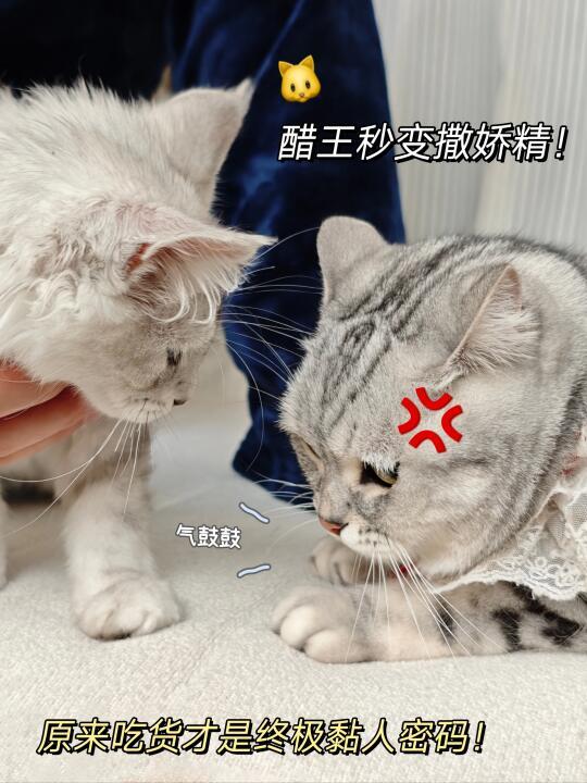 秒变撒娇精‼️原来吃货才是终极黏人密码