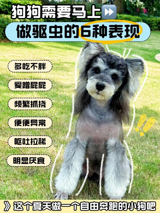 狗狗需要做驱虫的6种信号‼️新手铲屎官注意