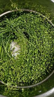 🍃清明养生食补 | 荠菜煮鸡蛋
