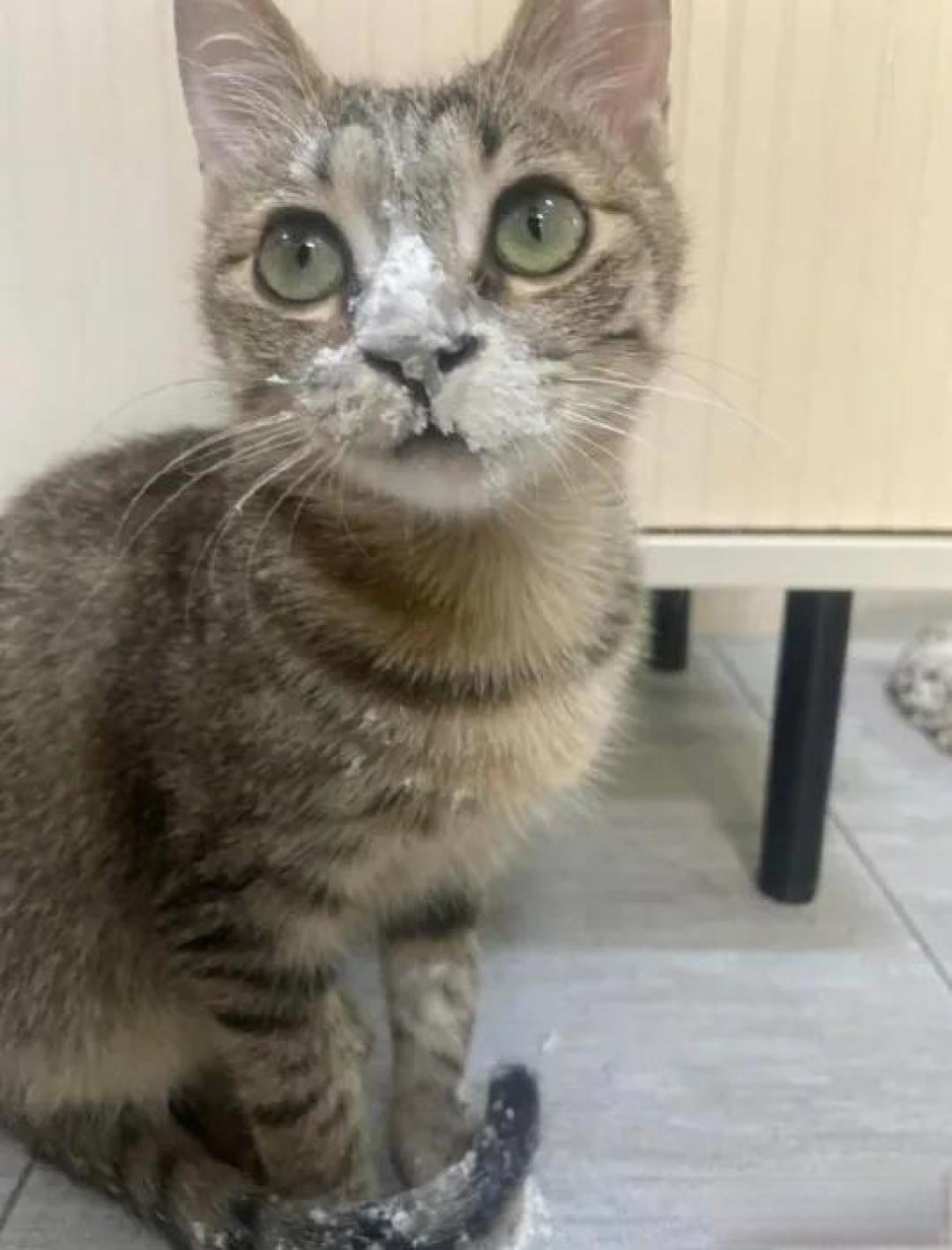 《萌宠变酒鬼?狸花猫全网偷喝引争议,专家急喊停》