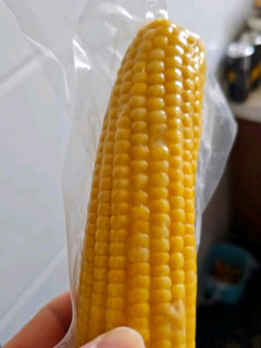 🌽十月稻田黄糯玉米，东北甜黏美味，早餐新选择！🌽