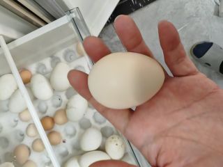 正大食品可生食鲜鸡蛋礼盒