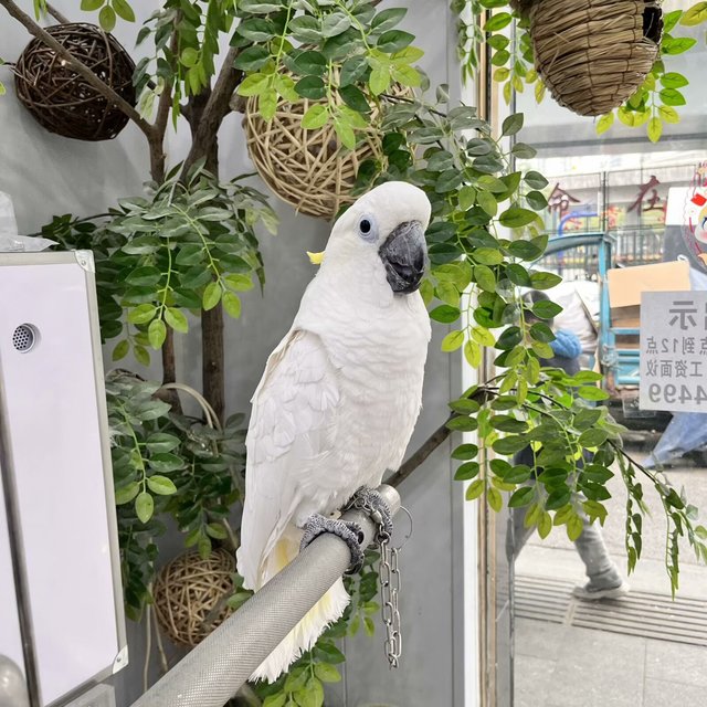 去花鸟市场怎么挑选一只健康的鹦鹉？