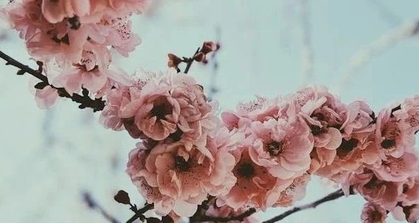 善存Centrum银片成分解析与适用场景探讨 聚焦50+女性营养补充需求 科学视角下的膳食补充剂选择