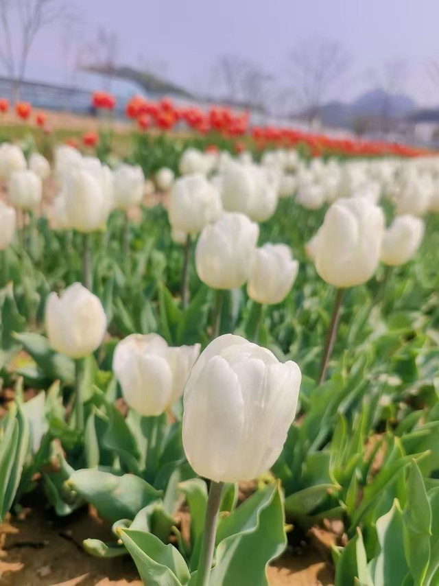 四月 是郁金香的季节