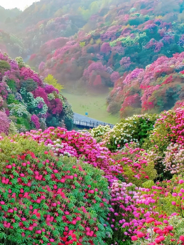 春天，我在贵州毕节“花路”上撒欢儿