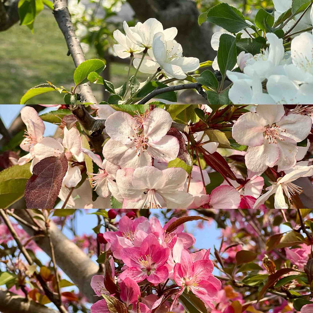 4月上海植物园赏花全攻略丨错过等一年！