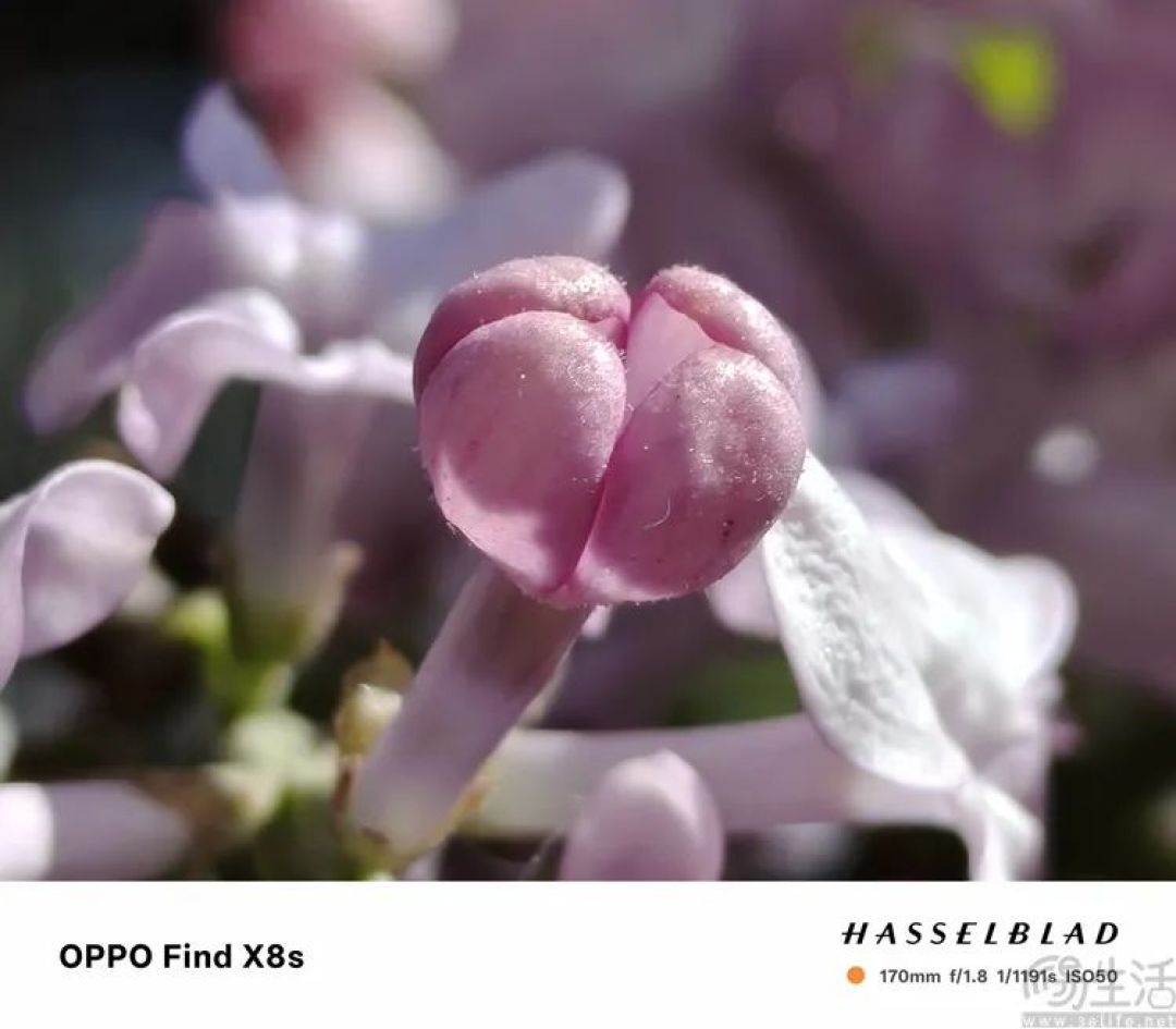 “小屏旗舰”怎么做?OPPO Find X8s给出新思路