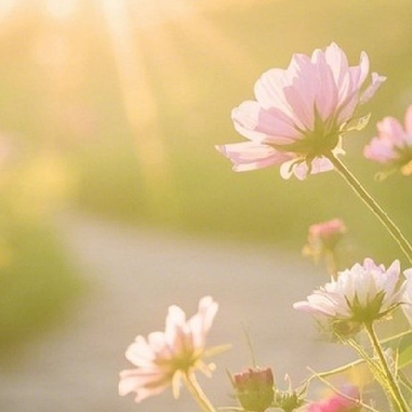 走花路，探寻四季花开的秘密